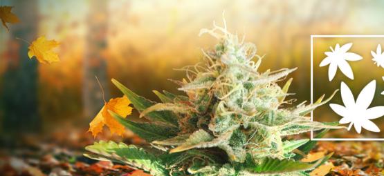 8 razões pelas quais o outono é a melhor estação para consumir cannabis
