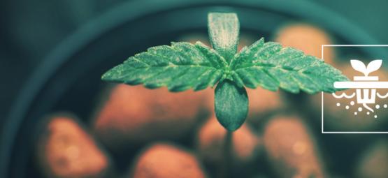5 variedades de canábis ideais para cultivo hidropónico em sistema DWC