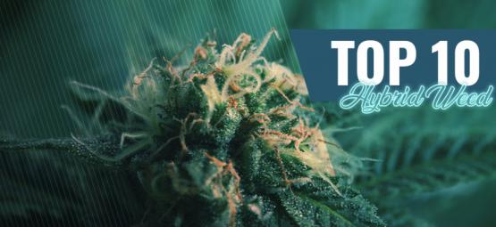 Top 10 variedades híbridas de cannabis em Amesterdão