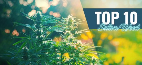 Top 10 das melhores variedades Sativa em Amesterdão