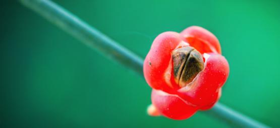 O que é Ma Huang (Ephedra Sinica) e para que serve?