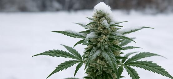 É possível cultivar canábis ao ar livre no inverno?