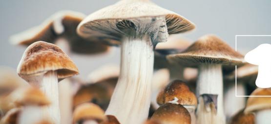 Como cultivar cogumelos mágicos em casa [3 métodos]