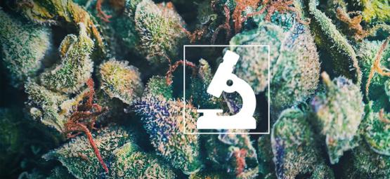 Benefícios de usar um microscópio para cultivadores e consumidores de canábis