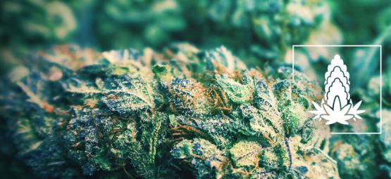 6 dicas para aumentar a densidade dos buds de canábis