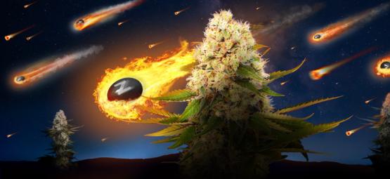 Zamnesia x Exotic Seed: Black ZZ (Edição Limitada)