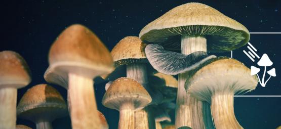 Quanta luz precisam os cogumelos mágicos para crescer?