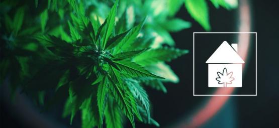 Como cultivar canábis em qualquer lugar da sua casa