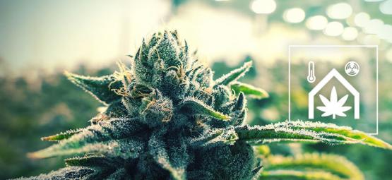 Dicas para facilitar a gestão da sua sala de cultivo de canábis