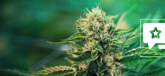 Super Silver Haze: análise e informações sobre a variedade de canábis