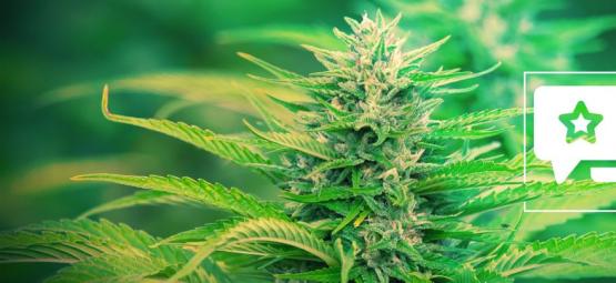 Gorilla Zkittlez: Análise e informações sobre a variedade de cannabis