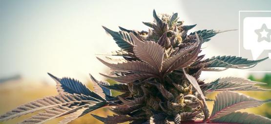 Wedding Cake: análise e informações sobre a variedade de cannabis