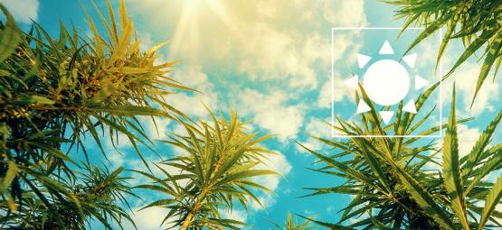 Quanta luz solar necessitam as plantas de canábis no exterior?