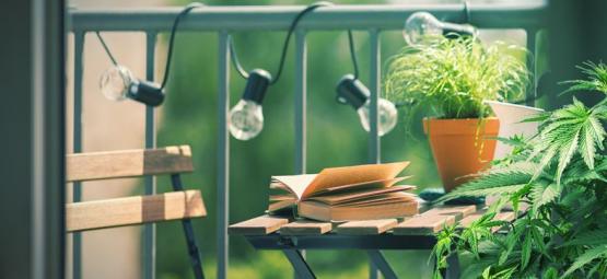 As 10 melhores variedades de canábis para cultivar em varandas ou terraços