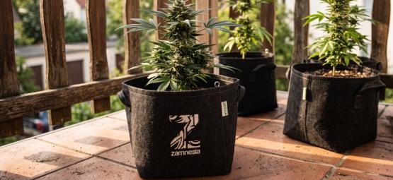 As 10 melhores variedades de canábis para cultivar em varandas ou terraços