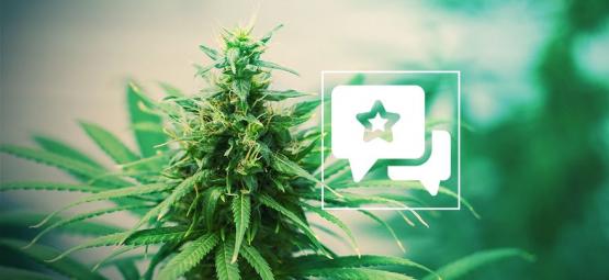 Tangerine Dream: análise e informações sobre a variedade de cannabis
