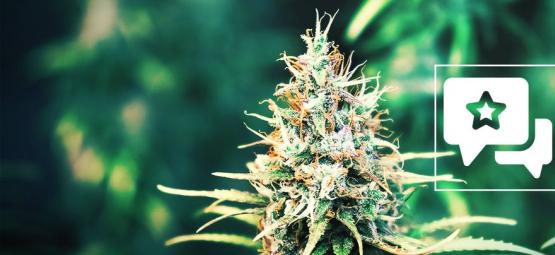 Cookies Kush: análise e informações sobre a variedade de cannabis