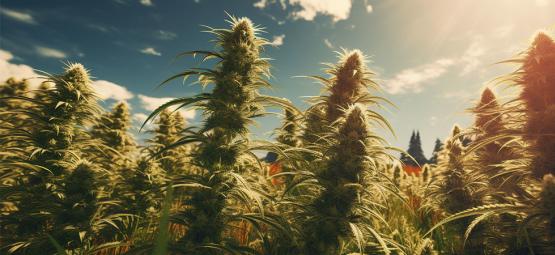 Variedades Landrace: As Mais Antigas Estirpes de Cannabis