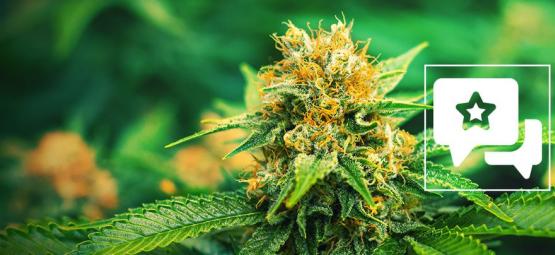Mango Haze: análise e informações sobre a variedade de canábis