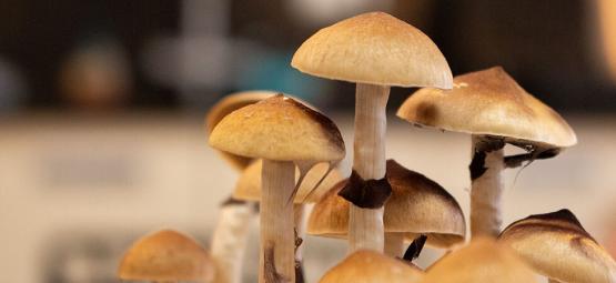 Como prevenir o aparecimento de side pins nos cogumelos mágicos