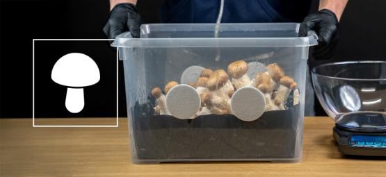 Como montar um monotub para o cultivo de cogumelos