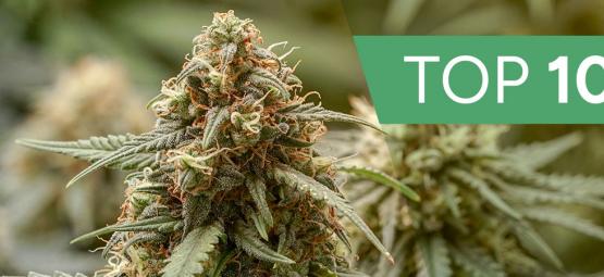 As 10 melhores variedades de cannabis Haze