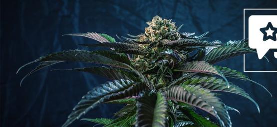 Silver Haze: análise e informações sobre a variedade de canábis