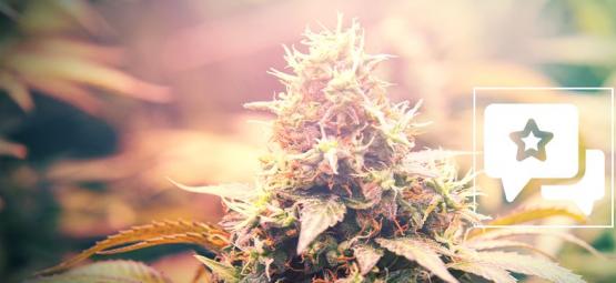 Candy Kush: análise e informações sobre a variedade de cannabis