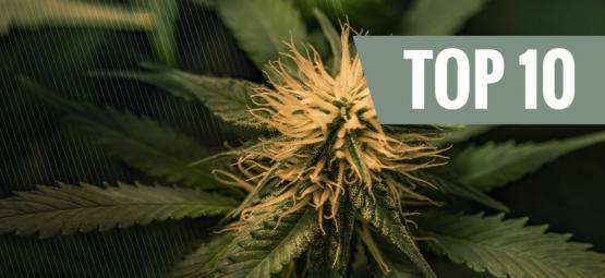 Top 10 variedades de cannabis Cheese