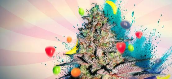 Runtz Auto: análise e informações sobre a variedade de cannabis