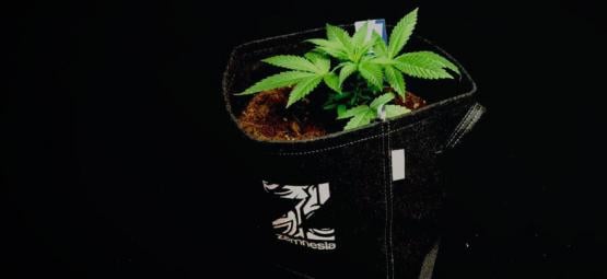 As vantagens dos vasos de tecido para o cultivo de canábis