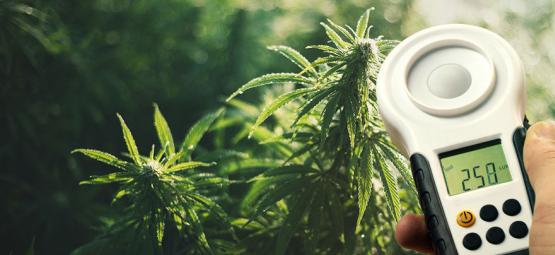 Como melhorar os rendimentos do cannabis com um medidor de lux