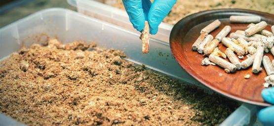 Técnica estéril para cultivar cogumelos mágicos