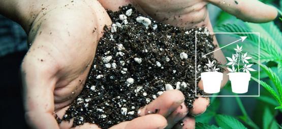 Como preparar o melhor solo para cultivar canábis