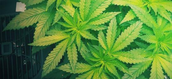Porque deve usar um humidificador ao cultivar canábis
