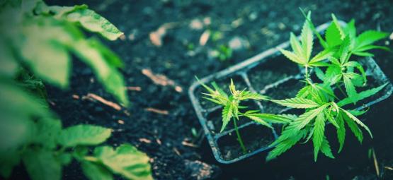 Como transplantar com sucesso plantas de canábis autoflorescentes