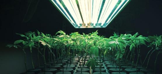 O que é um substrato inerte no cultivo de canábis