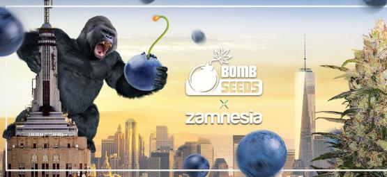 Zamnesia x Bomb Seeds: Bomberry Glue Auto (Edição Limitada)