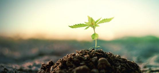 Como fazer o seu próprio composto para cultivar cannabis