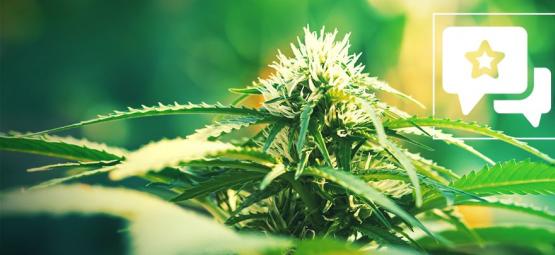 Super Lemon Haze: Análise e informações sobre esta variedade de canábis