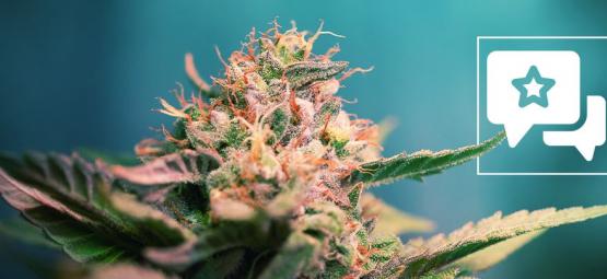 AK-47: análise e informações sobre a variedade de cannabis