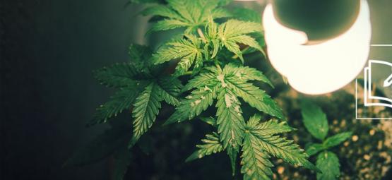 Tudo o que precisa de saber sobre o micro-cultivo de canábis