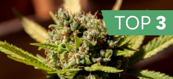Top 3 variedades de canábis por terpenos