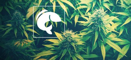 Guia para cultivar canábis com aquaponia