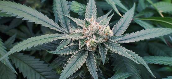 7 fatores que podem influenciar a floração da cannabis
