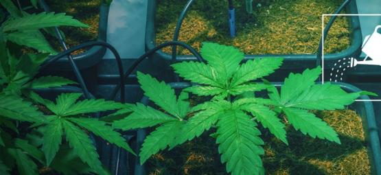 Como regar plantas de canábis quando está fora de casa