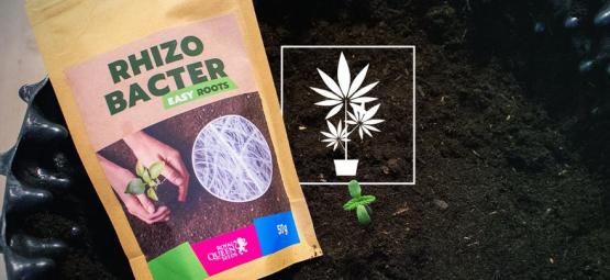 Como as rizobactérias podem impulsionar o crescimento do cannabis