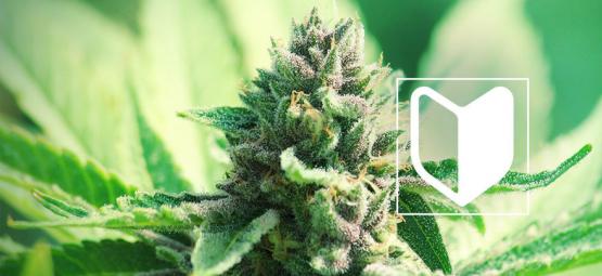 O que é necessário para começar a cultivar canábis?