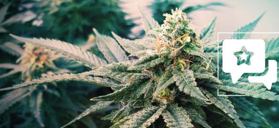 Sunset Sherbet Automatic: análise e informações sobre a variedade de canábis