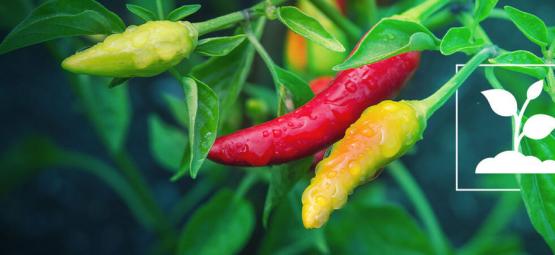 Cultivar pimentos: Guia prático para iniciantes em 10 passos